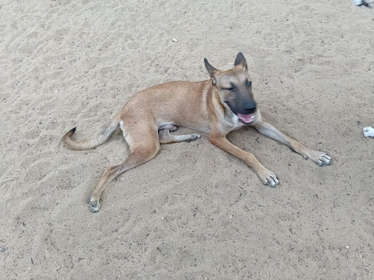 Rado relaxing on the sand