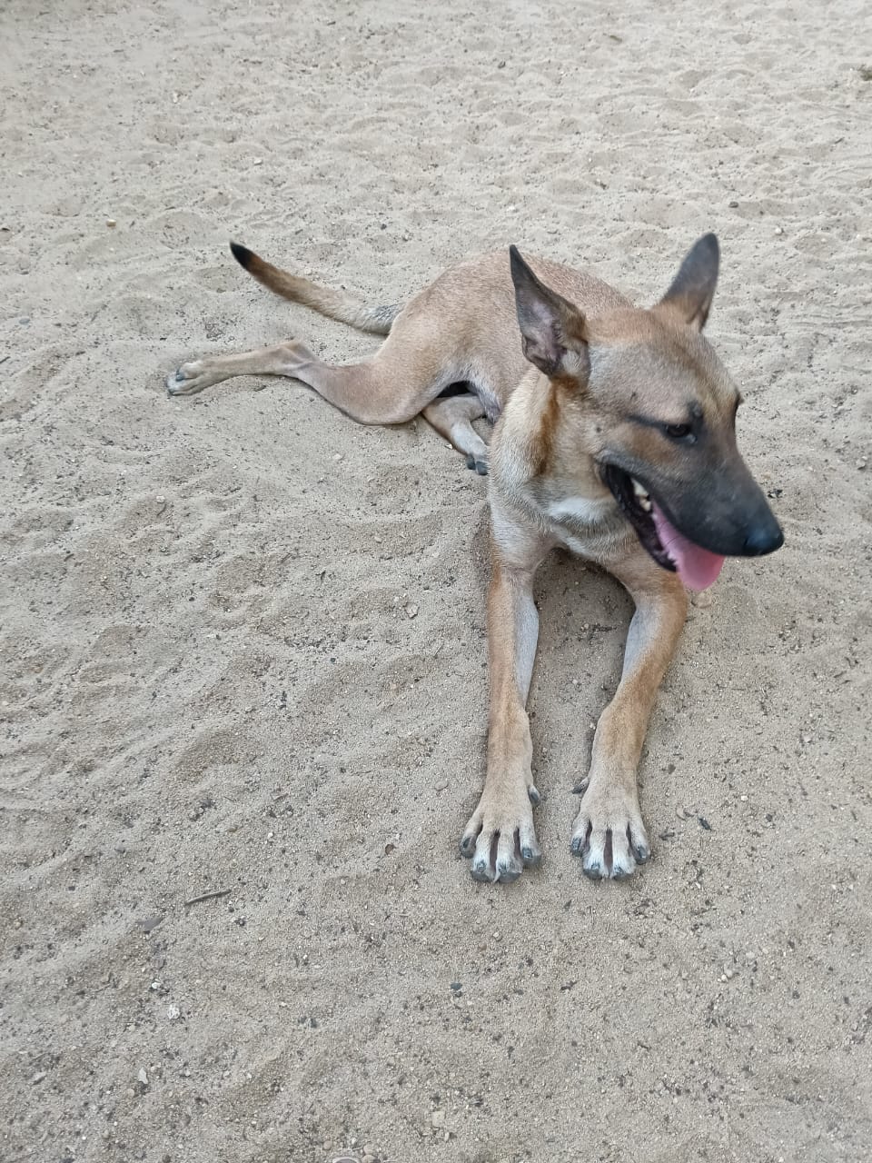 Rado looking at the camera