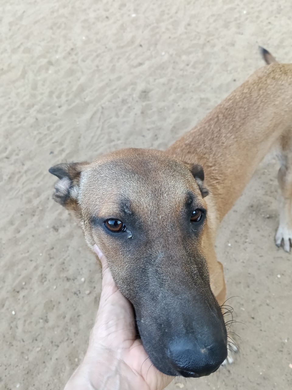 Close-up of Rado’s face