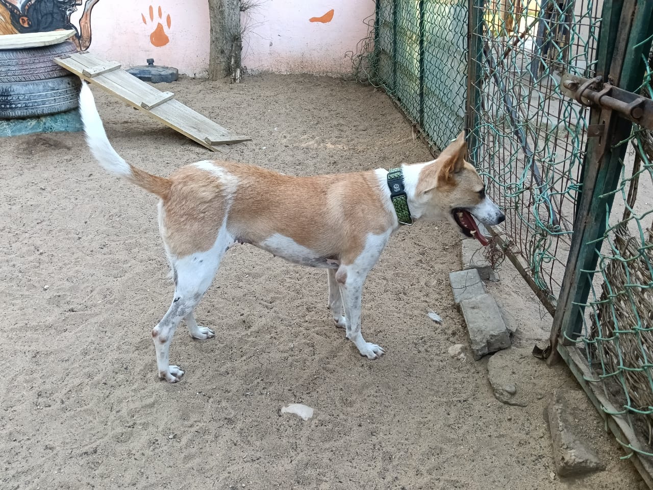 Rosa, a white and tan dog with a green collar standing in the yard, waiting for transport to the USA